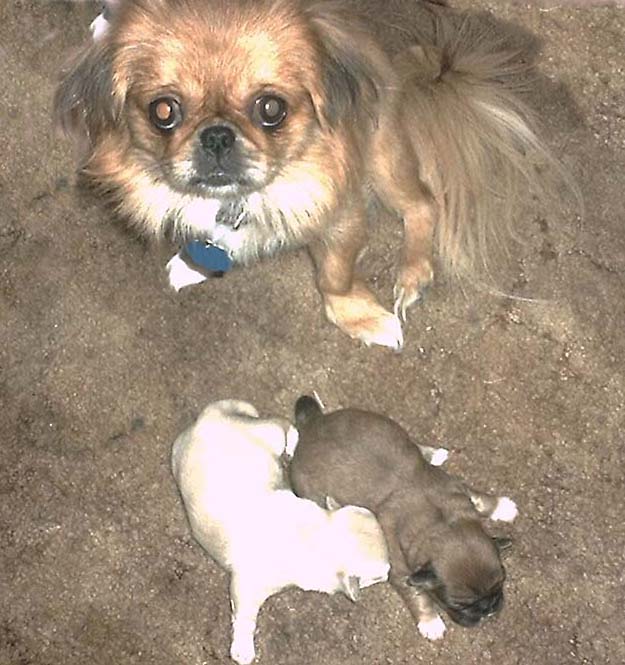 puppiesbows.jpg