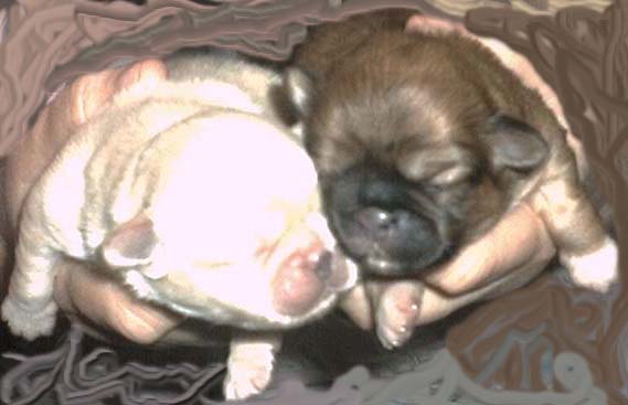 pups.jpg